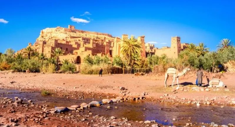 A camel in the foreground with a river and desert backdrop, highlighting Morocco travel agency.