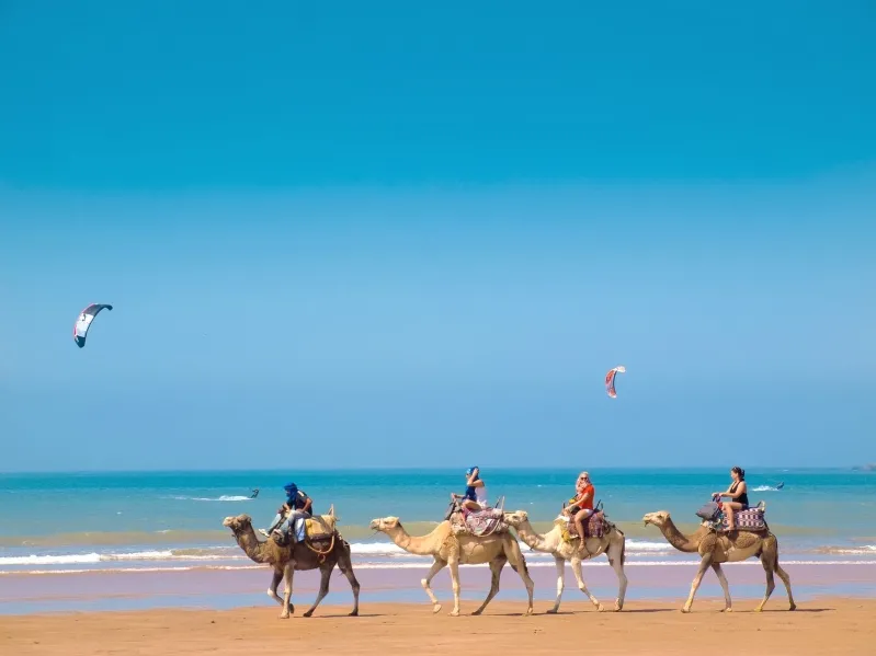 Camels walking along the sandy shores of a picturesque beach in Morocco, showcasing the beauty of the best Moroccan beaches.