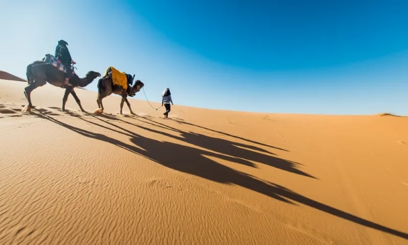 Three individuals riding camels across the vast Sahara Desert in Morocco, surrounded by golden sand dunes.