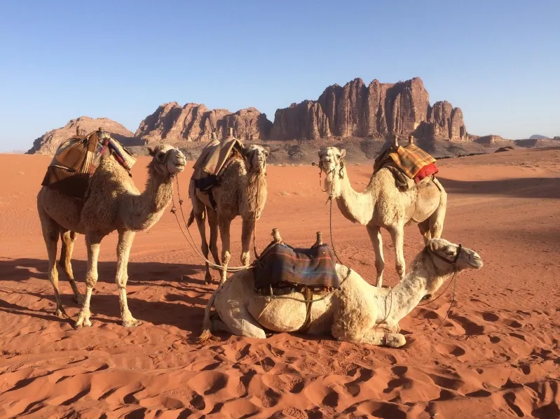 Four camels traverse the Moroccan desert, with majestic mountains rising in the background under a clear blue sky. 
