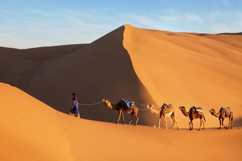 A man walks alongside his camels through the vast desert landscape near Marrakech, showcasing the region's unique travel experience.