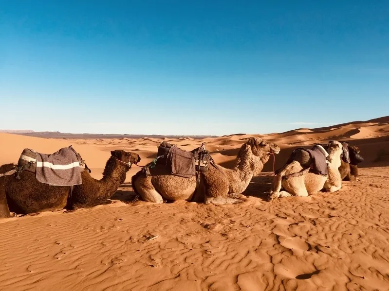  Four camels traverse the Moroccan Sahara Desert, showcasing the vast, sandy landscape under a clear blue sky.