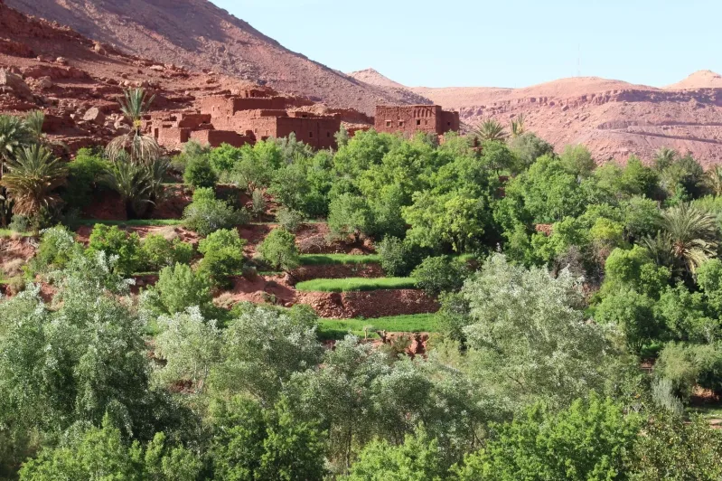 Majestic mountains and lush trees rise in the desert, highlighting the stunning scenery of Morocco's best tours.