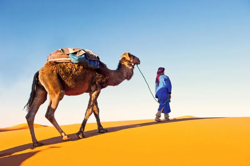  A man walks alongside a camel in the vast desert, showcasing the beauty of Fes Morocco's desert tours.