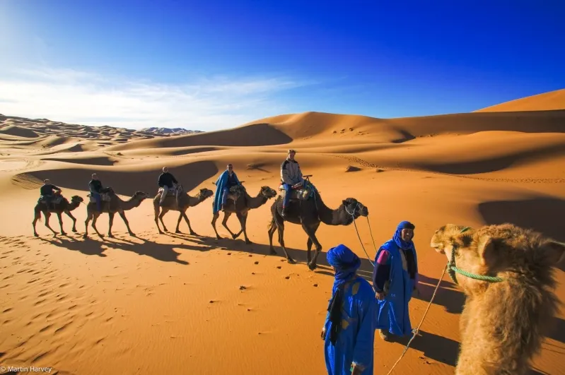 A diverse group in blue outfits walking with camels across the Moroccan desert, representing unique Morocco travel packages and exploration.