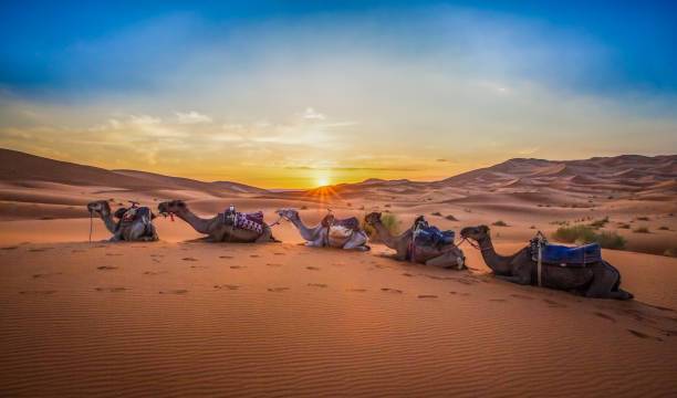 Sahara Morocco tours with camel trekking, golden sand dunes, luxury desert camps, and sunset views in Merzouga