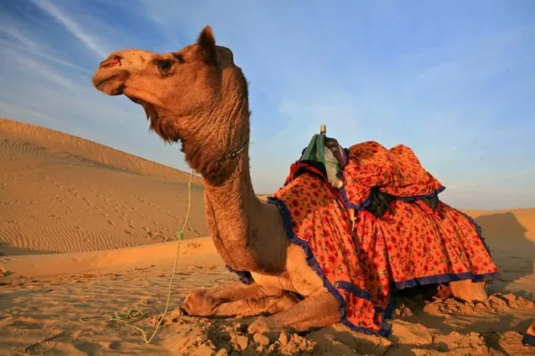 A serene camel seated in the desert, draped with a vibrant blanket, capturing the spirit of camel trekking in Morocco.