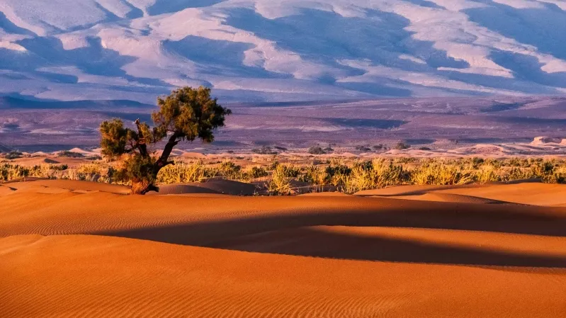 A solitary tree rises in the center of a vast desert landscape, symbolizing resilience in Morocco's arid terrain. 