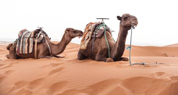 Camel resting in the Sahara Desert during a desert tour from Ouarzazate Morocco with golden dunes and scenic sunset landscape