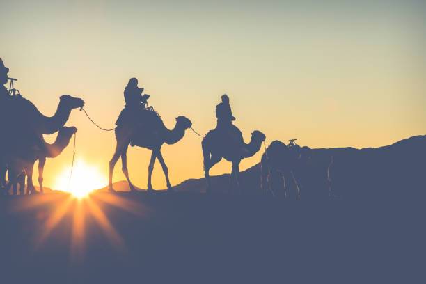 Camel trekking in Morocco Sahara Desert with tourists riding camels across golden sand dunes at sunset