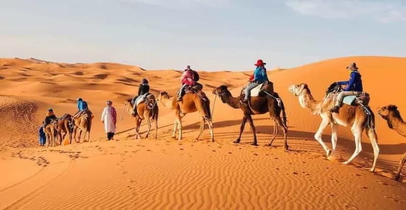 A small group of people riding camels across the sandy desert landscape during a tour in Morocco.