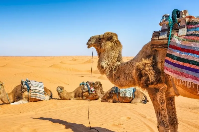 A small group of camels walking through the vast Sahara Desert, highlighting a unique tour experience in Morocco.