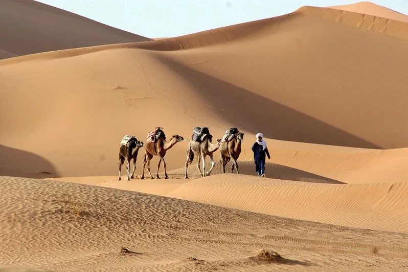 A group of tourists walking with camels through the Moroccan desert, showcasing a unique travel experience.