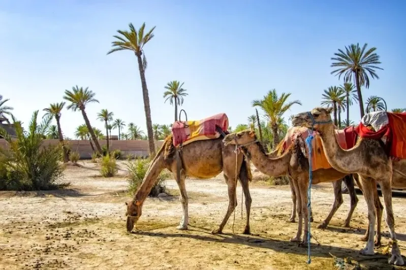 A group of camels in a sandy desert, surrounded by palm trees, highlighting Morocco's tour operators.