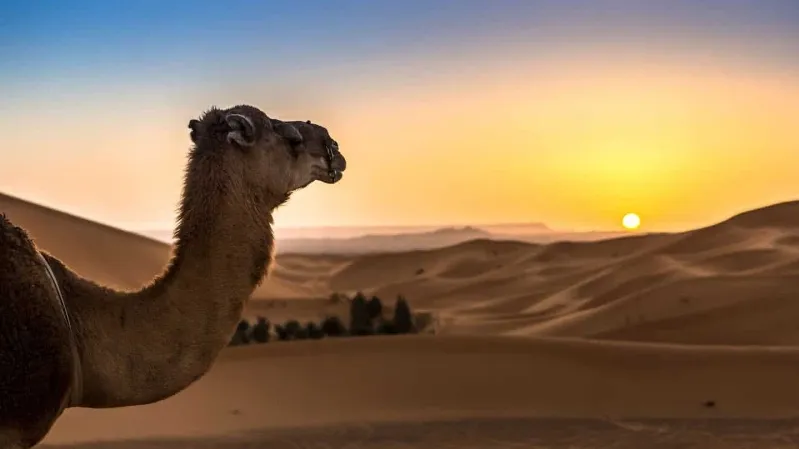 A camel stands in the desert at sunset, showcasing the beauty of Morocco's landscapes for private tours. 