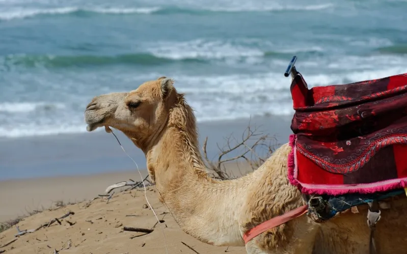 A camel wearing a colorful blanket stands in a sunny landscape, showcasing its unique features and traditional adornments.Is Tangier Morocco safe 
