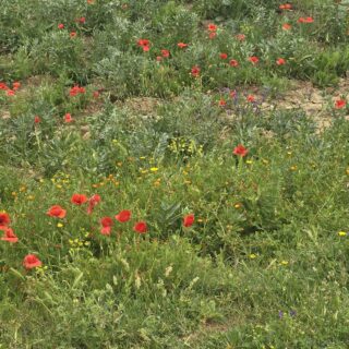 Fes to Ifrane day trip Ifrane day tour from Fes Morocco day trips from Fes Ifrane guided tour Morocco private tour Fes to Ifrane Middle Atlas Mountains tour Cedar Forest tour Morocco Barbary macaques Morocco Morocco nature tour from Fes visit Ifrane from Fes Morocco mountain excursion Morocco travel from Fes
